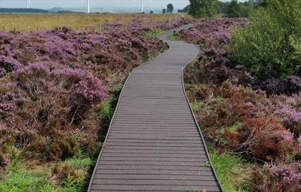 Path surrounded by heather in Hedleyhope Fell