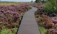 Path surrounded by heather in Hedleyhope Fell
