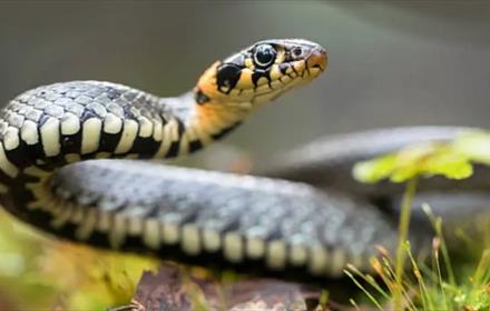 Snake with black and white scales, with colour changing to pale orange and black around head