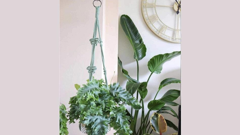 Example of a hanging Macrame plant pot holder