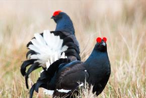 Two Black Grouse