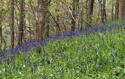 Bluebells on Wooded Bank