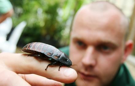 Man holding an insect.