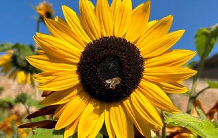 Close-up of sunflower with honey bee in centre. More sunflowers behind it. Blue sky.