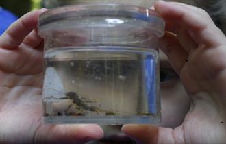 Close-up of child holding a glass jar of water with a bug