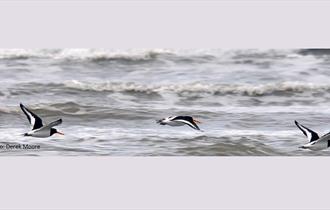 Oyster catchers flying across grey sea