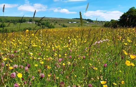 A meadow in Teesdale