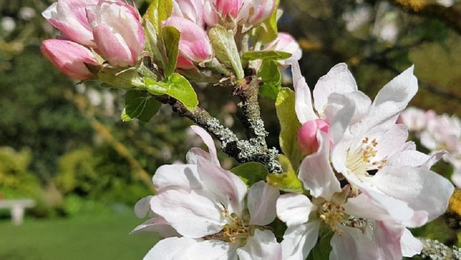 Apple blossom at Crook Hall Gardens | © National Trust/Alison Elrick