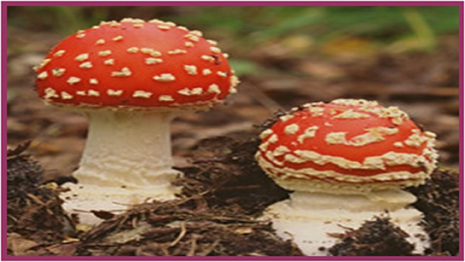 Two Toadstools.