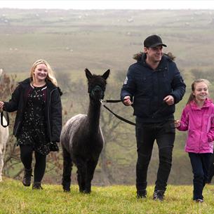 Take a walk with alpacas at Teesdale Alpacas in the Durham Dales