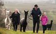 Take a walk with alpacas at Teesdale Alpacas in the Durham Dales