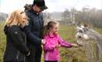 Feed alpacas at Teesdale Alpacas in the Durham Dales
