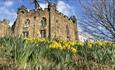 Keep of Durham Castle with daffodils in foreground