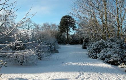 Snowfall in the Botanic Garden on a clear blue day, image of footprints in the snow below.