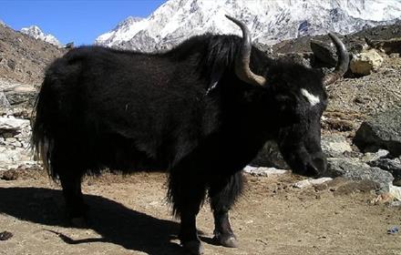 a Yak in the Himalayas
