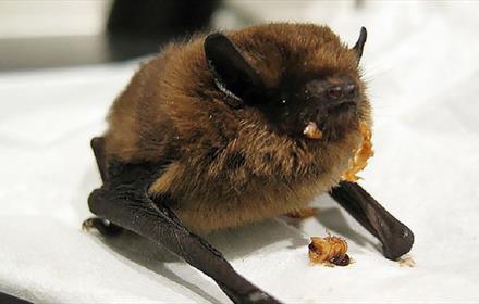 Image of a bat, eating.
