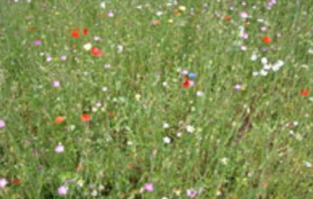 Image of a flower meadow near to Durham University Botanic Garden.