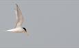 Little Tern in flight