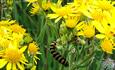 Yellow flowers with caterpillars
Ragwort and Cinnabar Moth Caterpillars