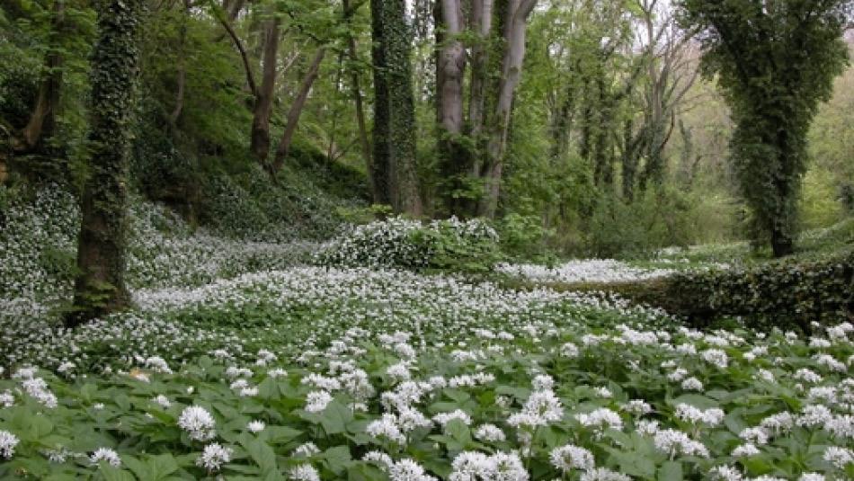 Hesleden Dene woodland walk with woodland flowers