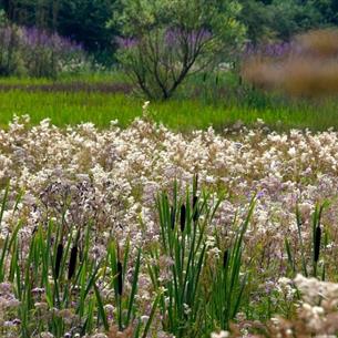 Flowers, Bullrushes, Grass, Trees