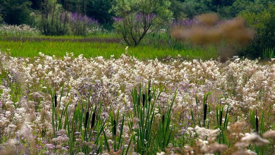 Flowers, Bullrushes, Grass, Trees