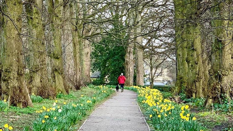 Nature Trail at the Bowes Museum. Grounds brimming with daffodils.