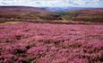 The purple heather in the Durham Dales North Pennines