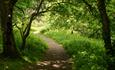 Image of a beautiful woodland pathway in  Pelaw Wood.