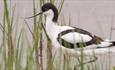 Avocet walking through water and behind the grass