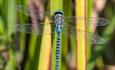 Blue and black bodied dragonfly with a blue head (Southern Migrant Hawker) resting on a reed.