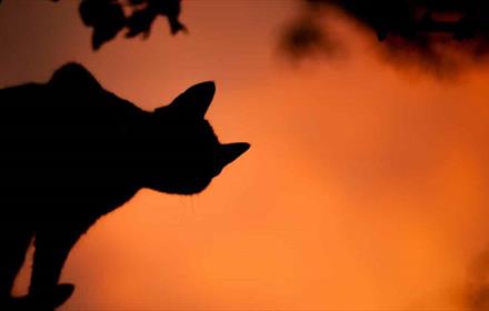 Silhouette of a cat against an orange sky.