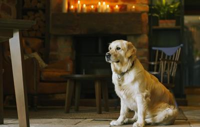 Golden retriever. Behind an old fashioned fire place. Candles on mantlepiece
