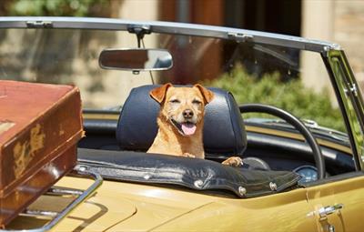 Dog in yellow sports car. Brown suitcase on rack on back of car.