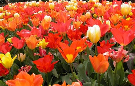 Yellow, red and orange tulips at Durham University Botanic Garden.