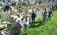 people looking at sheep in pens at Wolsingham Show.