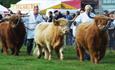 cattle on display at wolsingham show.