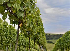 Vorschaubild für Hofläden & Weinberge