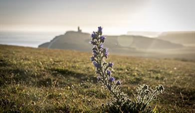 South Downs Way