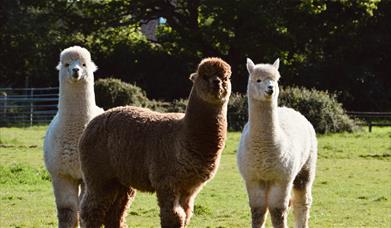 Three alpacas in a field