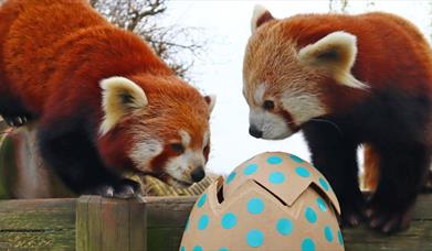 Easter holidays at Drusillas Park