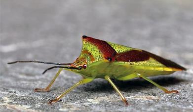 green birch shieldbug on stone floor