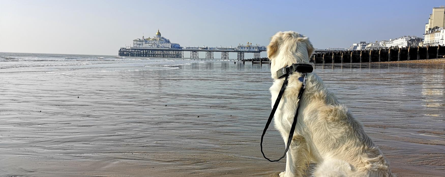 Dog Friendly Walks Visit Eastbourne