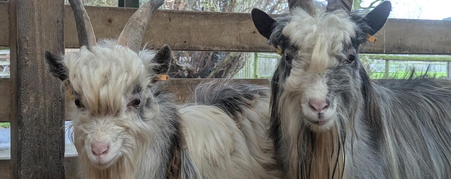 Meet the Locals