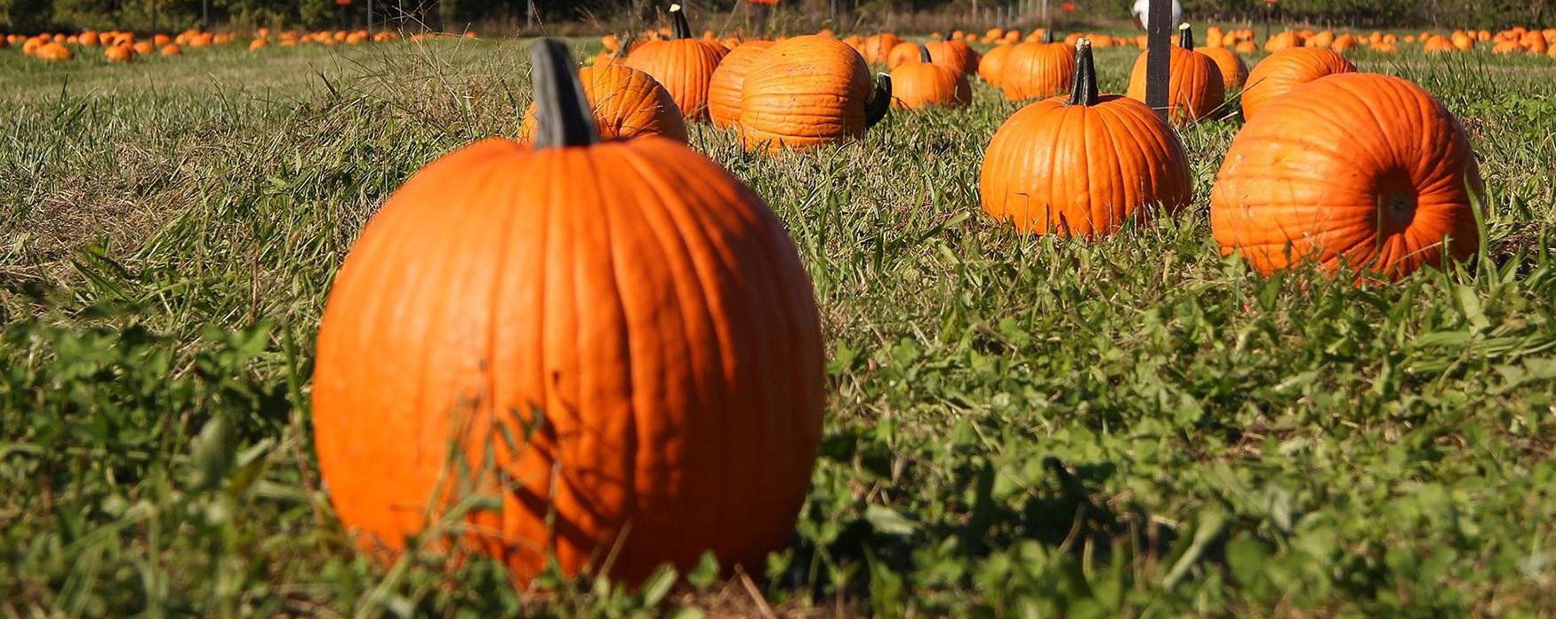 Spooky Season