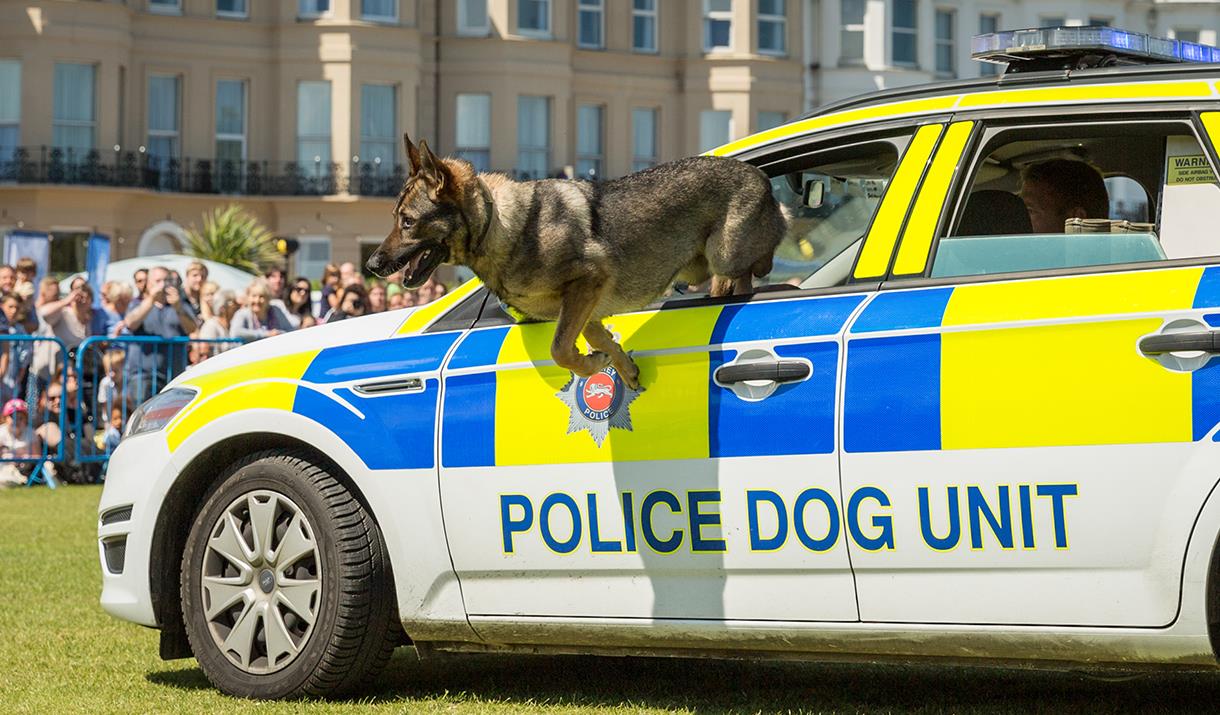 999 dog Photo by Graham Huntley