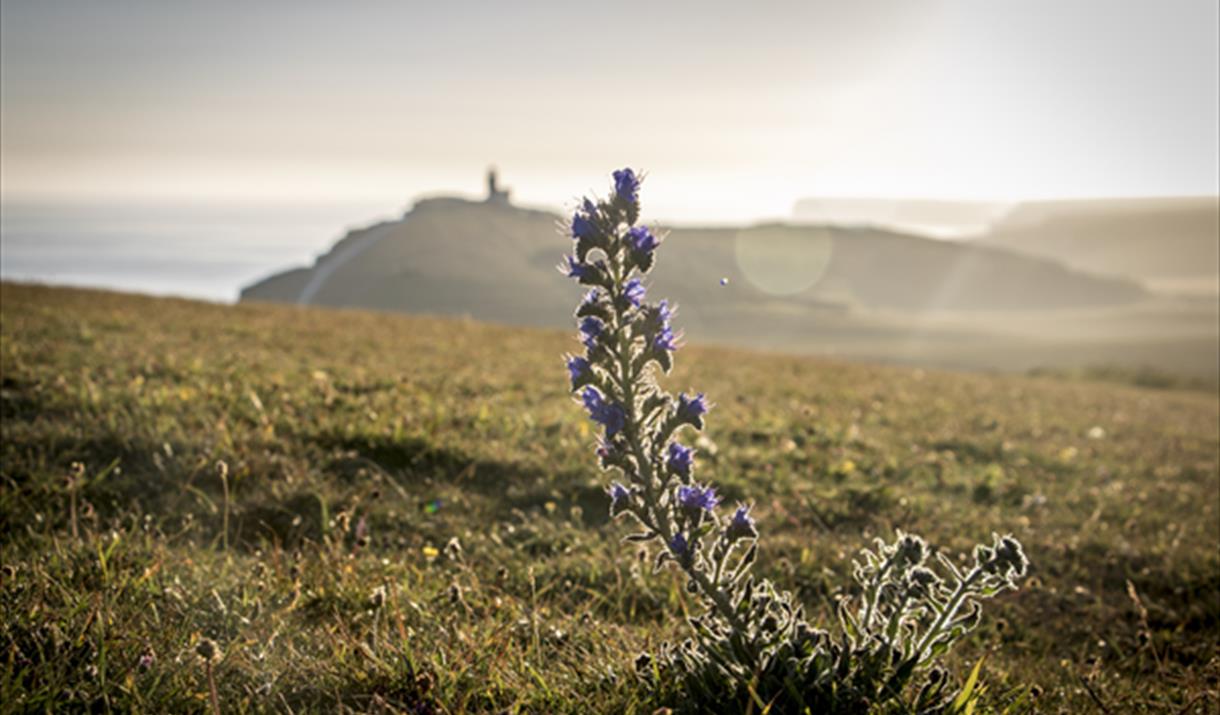 South Downs National Park