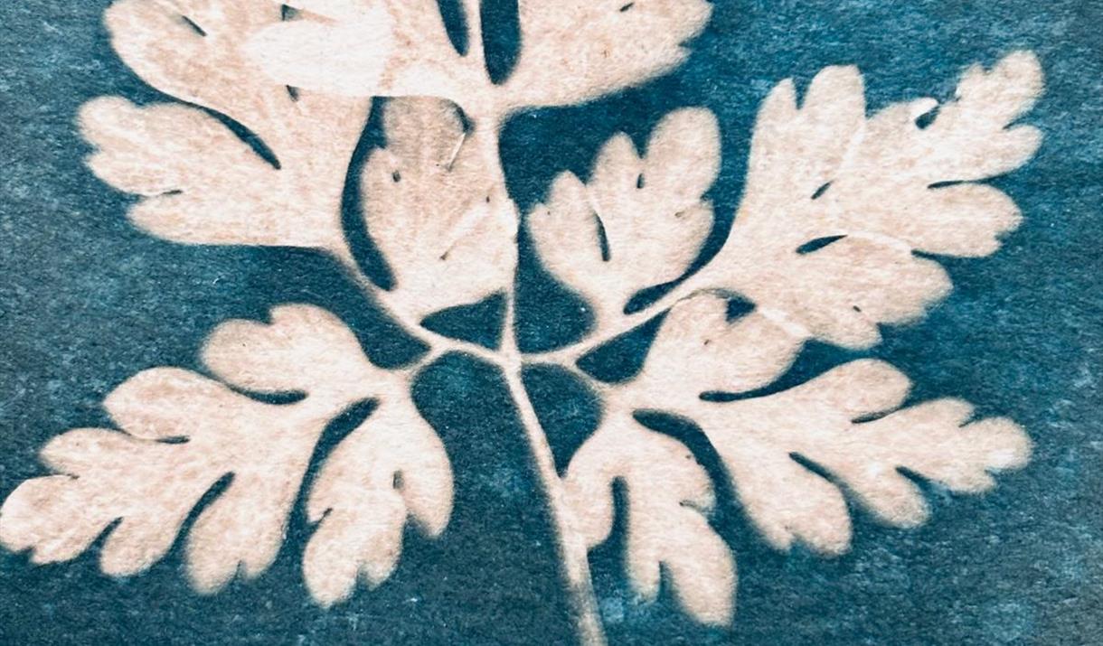 Cyanotype printing at Bates Green Garden