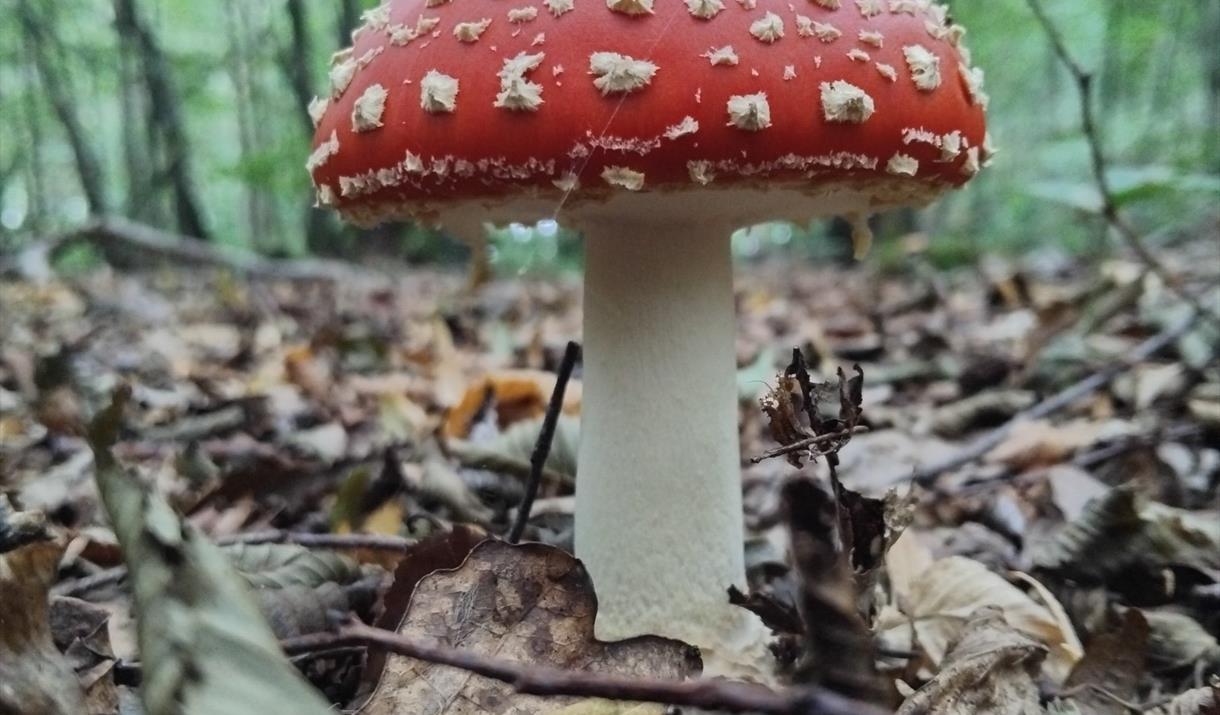 Fungus at Bates Green Garden