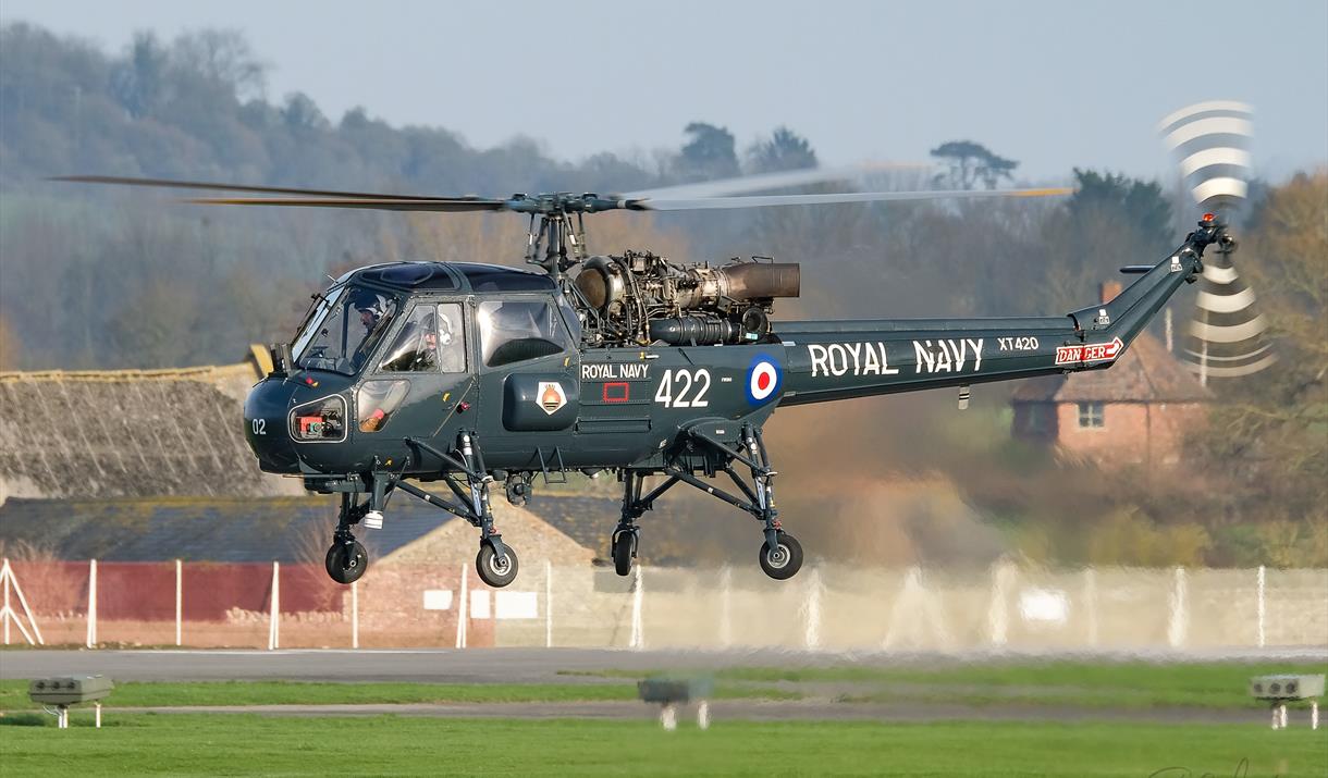 Wasp